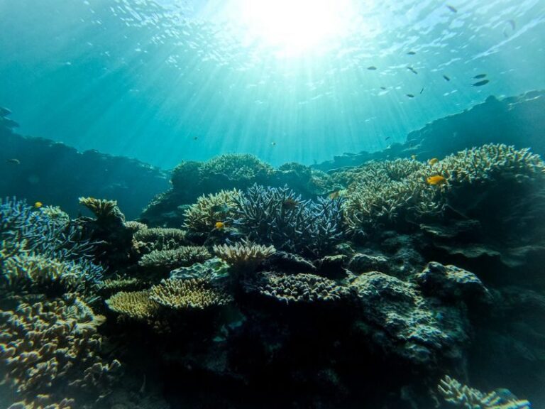 Sea Turtle Snorkel & Blue Cave Exploration 3-Hour Tour! 《Free Pick-up! Free GoPro Photo Data》 - The pickup makes a short tour easier to plan
