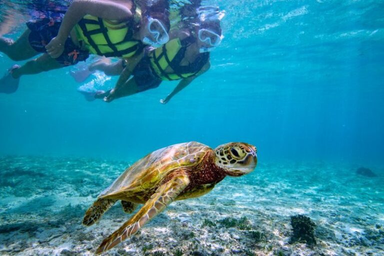 Sea Turtles & Clownfish Snorkeling Experience in Miyako Island - Beginner Help, Life Jackets, and the Water
