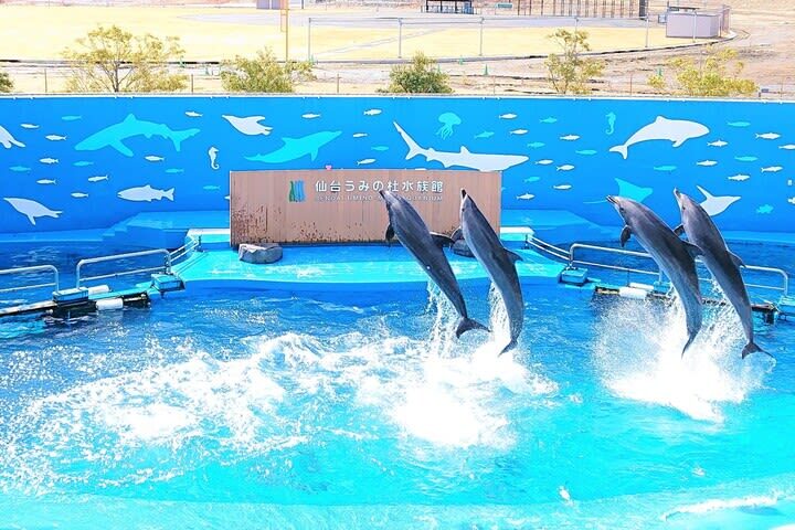 Sendai Umino-Mori Aquarium Ticket - Make the penguin area a priority