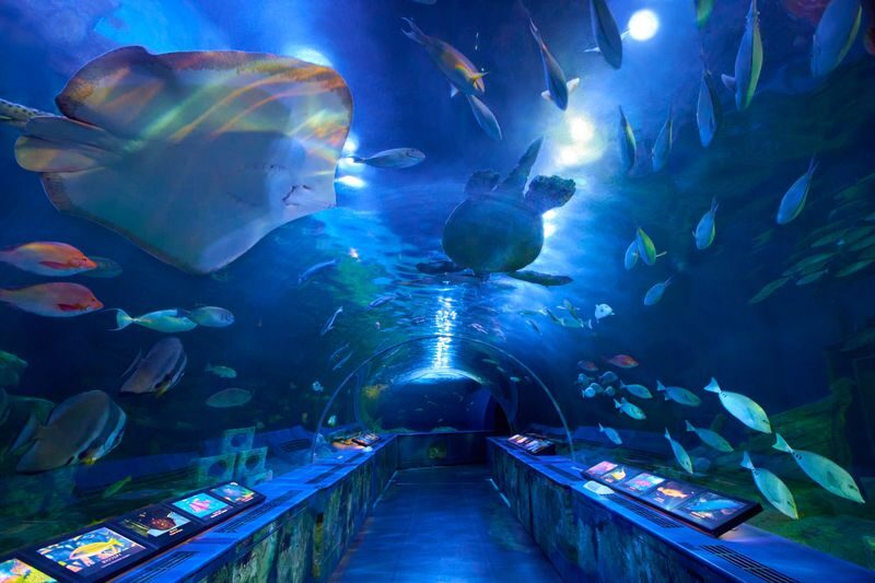 Shinagawa Aquarium Admission Ticket in Tokyo - Start beneath the water in the tunnel aquarium