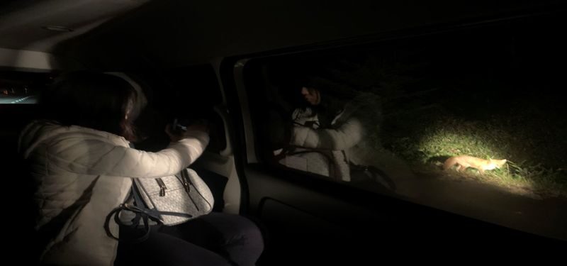 Shuttle service included: Night Safari Tour in Shiretoko - Watching the roadside for wildlife