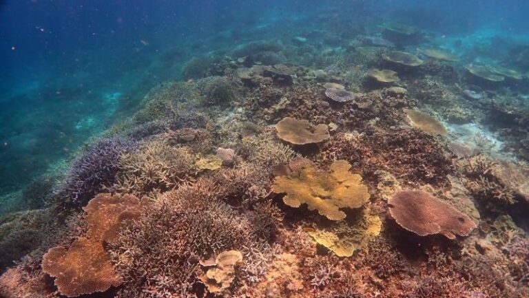Snorkeling Experience in Miyako Island - The short boat ride and the time at the reefs