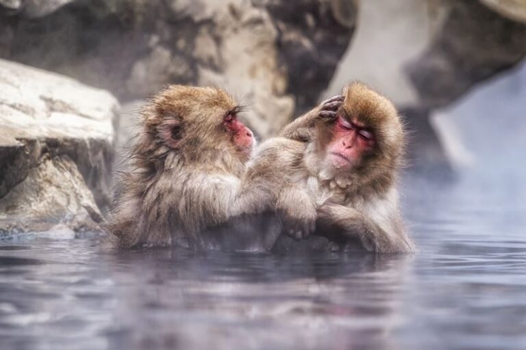 Snow Monkey Park & Togakushi Shrine Private Day Tour from Nagano - Morning at Jigokudani Snow Monkey Park