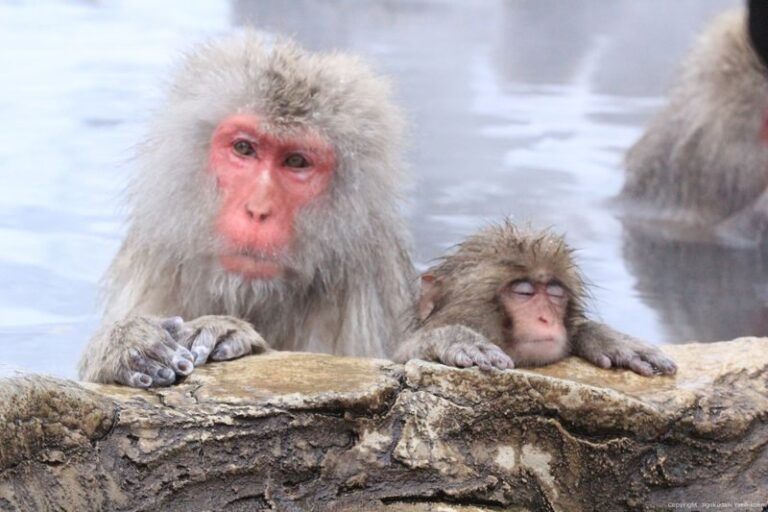 Snow Monkey Tour from Tokyo with Beef Sukiyaki Lunch - Sukiyaki before the mountain walk