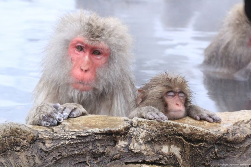 Snow Monkey Tour from Tokyo with Beef Sukiyaki Lunch - Sukiyaki before the mountain walk