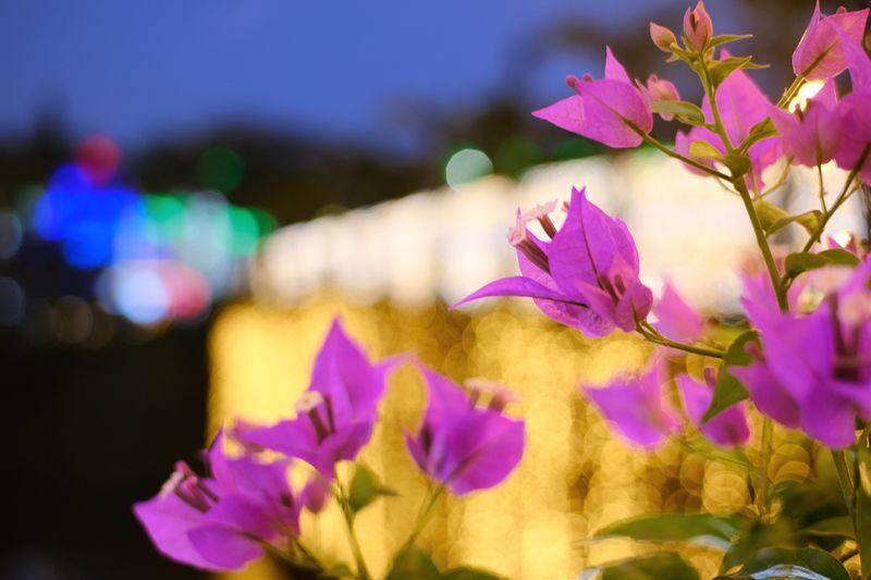 Southeast Botanical Gardens Admission Ticket (Okinawa) - Capybaras, monkeys and animal encounters