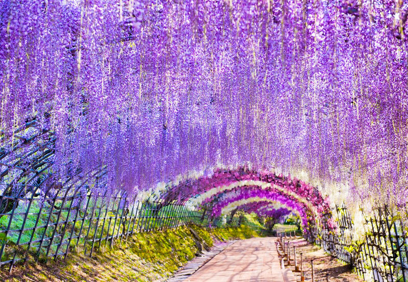 Spring Flower Viewing Limited: Ashikaga Flower Park Wisteria & Hitachi Seaside Park Nemophila (Departing from Tokyo) - Hitachi Seaside Park and the blue hill