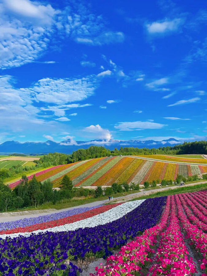 Summer 11 AM Departure: Shikisai no Oka & Farm Tomita & Blue Pond & Waterfall & Ningle Terrace Illumination Day Tour - Herb Garden Furano: a quick meal stop