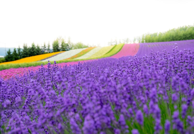 Summer Limited: Biei Furano Farm Tomita & Shikisai no Oka & Blue Pond & Waterfall Day Tour - Shikisai no Oka: flower beds across the hills