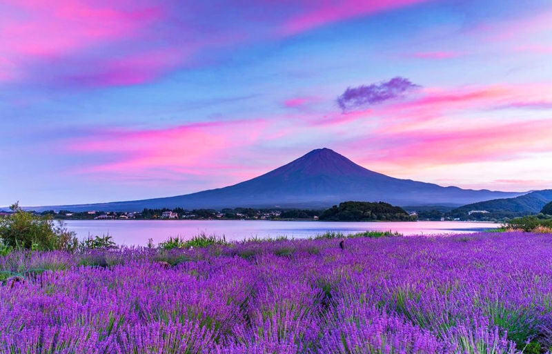 Suntory Whisky Museum & Forest Distillery Day Trip | Mt. Fuji New Arakurayama Sengen Park x Lake Kawaguchi Oishi Park x Departure from Tokyo - A quieter pause at Oishi Park