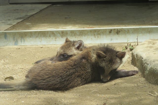 Tennoji Zoo Ticket in Osaka - Exploring the ecological exhibits