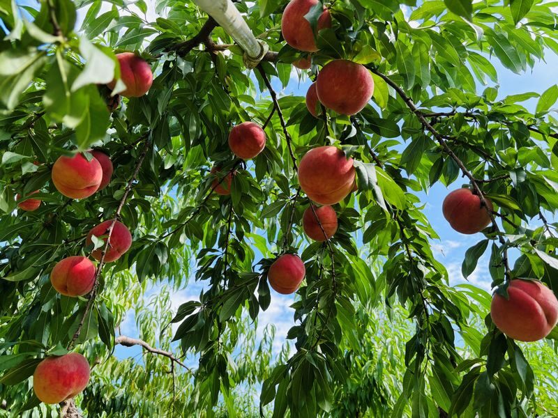 Tohoku One-Day Tour: Ginzan Onsen-Zao Ropeway & Ice Monsters-Okama Crater-Seasonal Fruit Picking-Special Lunch One-Day Tour (Departing from Sendai) - Zao Okama: a crater lake at the mercy of the clouds
