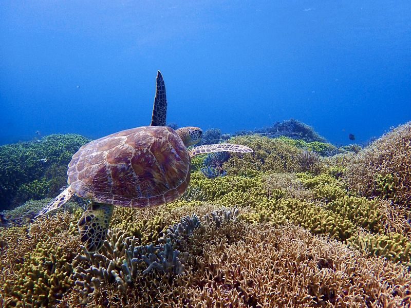 Tokashiki Island Boat Snorkeling Experience - The Naha-to-island crossing