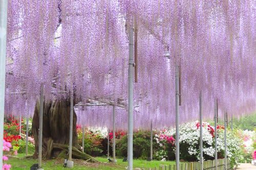 Tokyo Ashikaga Flower Park Full-Day Private Tour - Ashikaga Flower Park in spring