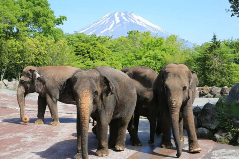 Tokyo Full-Day Small Group Fuji Safari Park & Izu Fruit Park Adventure with Lake Ashi Shrine - Izu Fruit Park: a sweet stop with a caveat