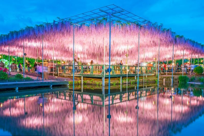 Tokyo Hitachi Seaside & Ashikaga Flower Park with Nemophila & Wisteria - Hitachi Seaside Park and its nemophila