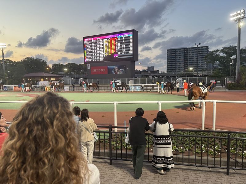 Tokyo Horse Racing Experience with Local Fan - Watch the horses, then feel the crowd respond