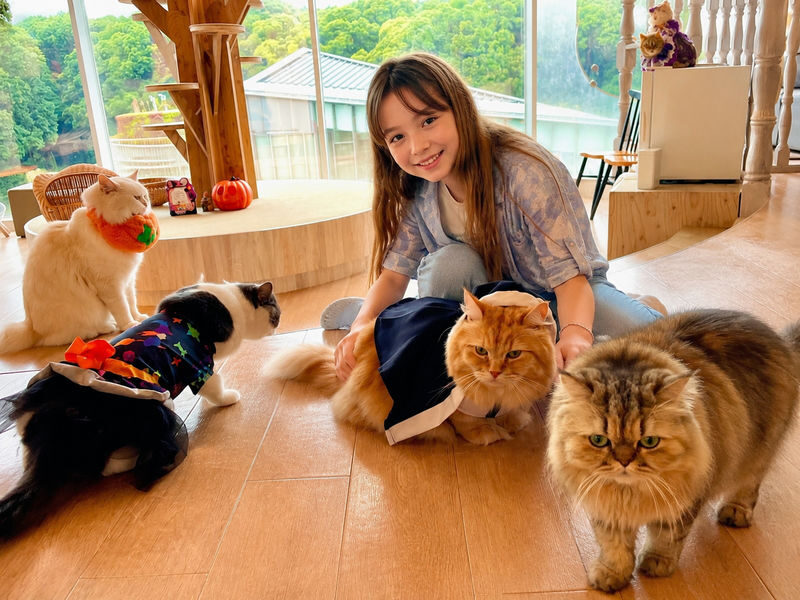 Tokyo Lucky Cat Temple & Harajuku Cat Cafe Half-Day Tour - The Temple Stop, With Meaning Behind the Cats
