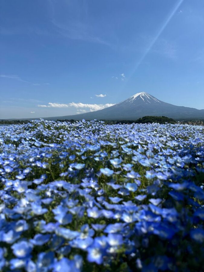 Tokyo Mt. Fuji Full-Day Private Customizable Tour - Chureito Pagoda: an iconic view with a steep climb