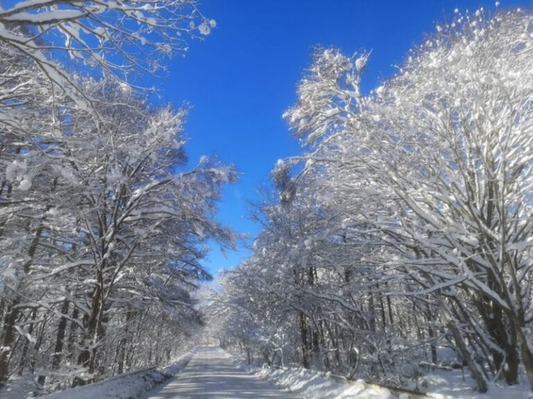 Tokyo | Nagano Departure: Jigokudani Monkey Park Snow Monkey Hot Spring, Beef Sukiyaki | Togakushi Shrine Secret, Zenkoji Nakamise-dori | Limited-time Iiyama Snow Hut, Beef Sukiyaki - Plan 1: Jigokudani’s bathing macaques
