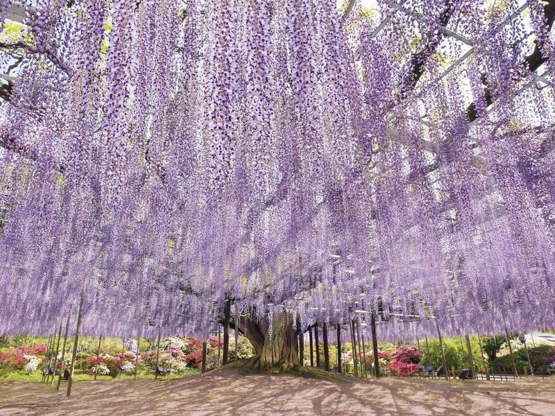 Tokyo Suburbs Flower Sea Day Trip: Ashikaga Flower Park Wisteria, Hitachi Seaside Park Nemophila, and Oarai Mentai Park Tour (Departure from Tokyo) - Ashikaga Flower Park: wisteria with room to wander