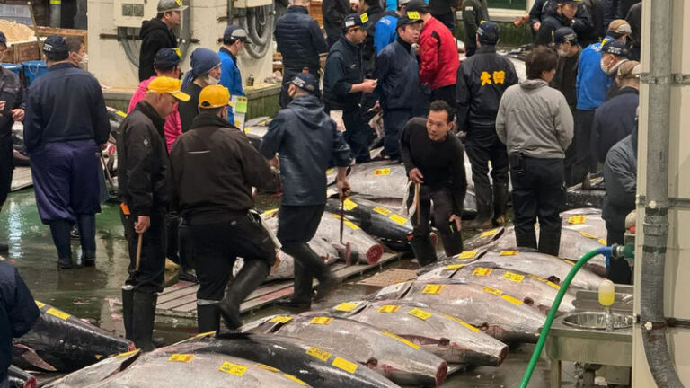Tokyo: Toyosu Tuna Auction & Tsukiji Market Gourmet Food Tour - A 3.5-hour route from Toyosu to Tsukiji