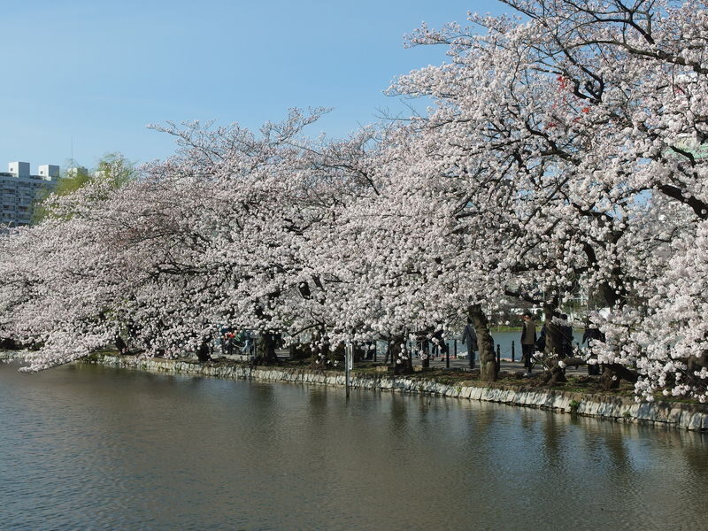 Ueno Park & Ameyoko Shopping Street Half-day Walking & Guided Tour - What to expect in Ueno Park