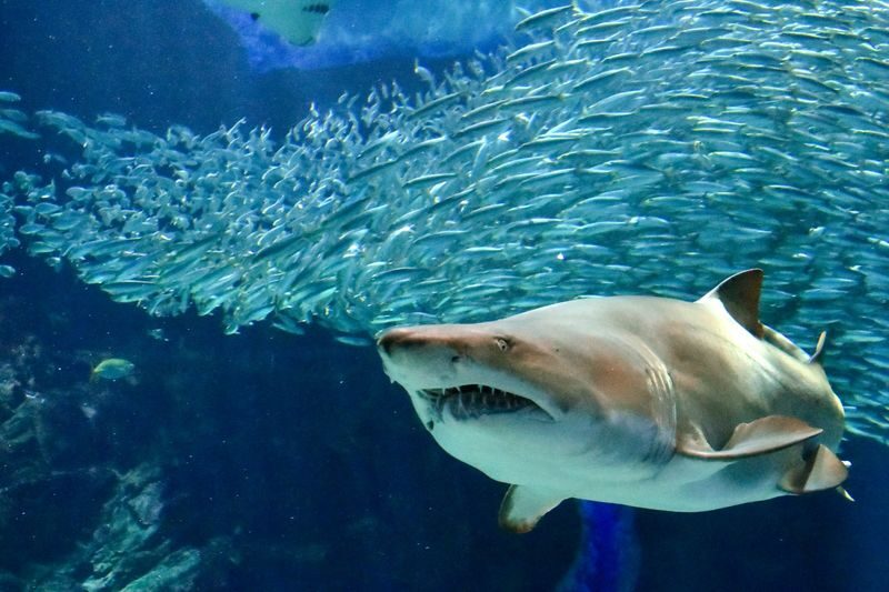 Uminonakamichi Marine World Admission Ticket in Fukuoka - The shark tank and Kyushu’s sea life
