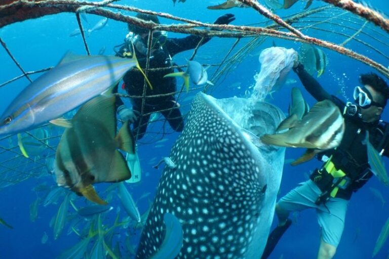 Whale Shark Diving & Snorkeling (Okinawa) - From Toya Fishing Port to the water