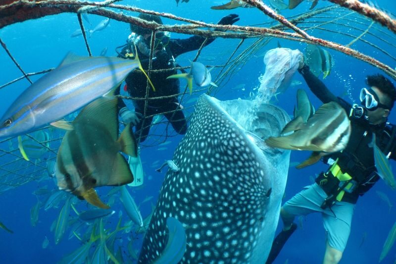 Whale Shark Diving & Snorkeling (Okinawa) - From Toya Fishing Port to the water