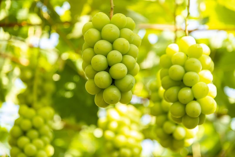 Winery & Oshino Hakkai Full-Day Tour with Fruit Picking - At the winery: a taste of Yamanashi
