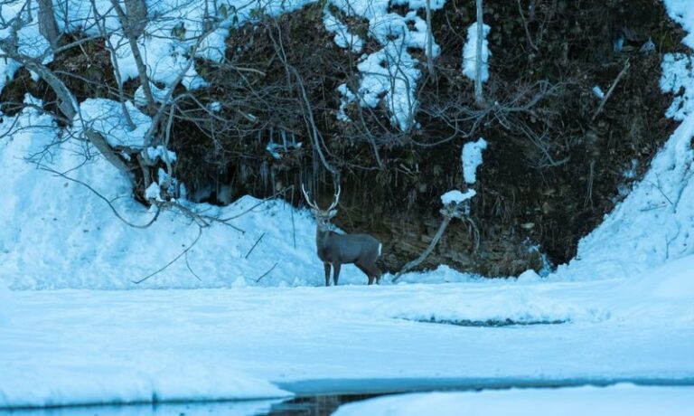 Winter Limited, departure from Sapporo: Jozankei snow scenery tour x Lake Shikotsu Ice Falls Festival night view | Hot spring/rafting/hiking optional & lakeside snow ring play one-day tour - Jozankei: choose your own kind of winter day