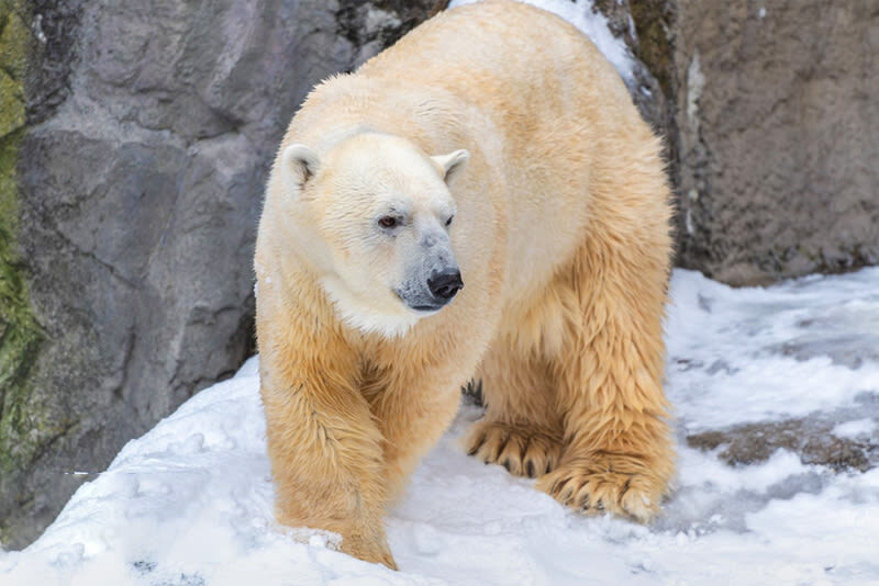 Winter Small Group Tour: Asahiyama Zoo & Biei Christmas Tree & Shirogane Blue Pond & Ningle Terrace Day Trip | Optional Hotel Pickup - Shirahige Falls and the winter Blue Pond
