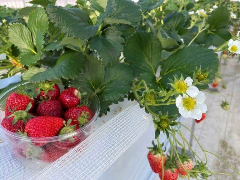 Winter Strawberry Picking and Tasting Experience (Near Sapporo) - From Royce Town Station to the farm and back