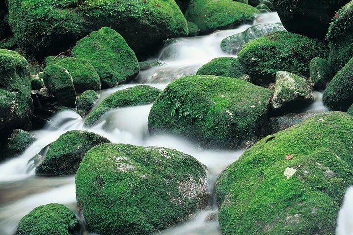 Yakushima 1 day Shiratani Unsuikyo Walking - What the day looks like