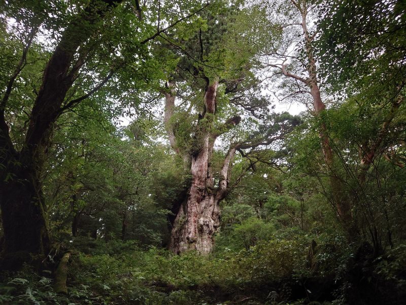 Yakushima Hiking Tour - Moss, cedars, and Taiko Rock