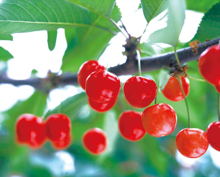Yamagata Fruit Picking & Ginzan Onsen Day Trip (From Sendai) - Picking fruit in Yamagata