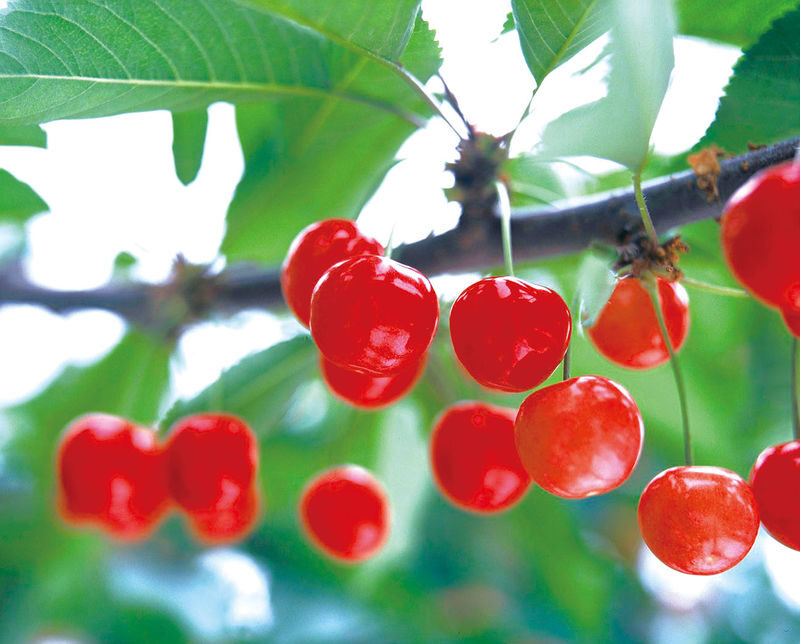 Yamagata Fruit Picking & Ginzan Onsen Day Trip (From Sendai) - Picking fruit in Yamagata