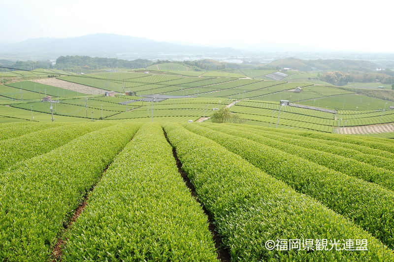 Yanagawa Canals One-day Tour - Eel rice brings a local meal to the day