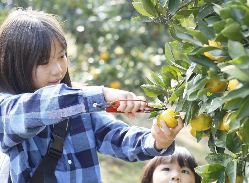 YokaBus Kawachi Wisteria Garden, Seasonal Fruit Picking and Kokura Castle - Starting from Hakata Station